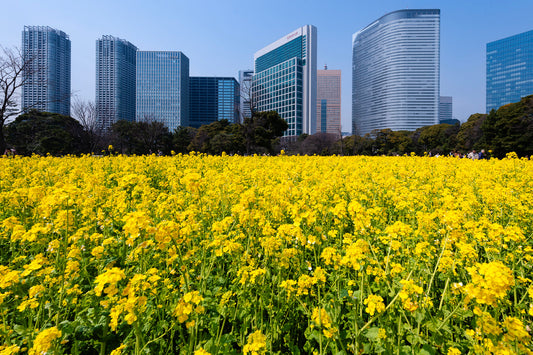 Flowers in full bloom against the Tokyo skyline.